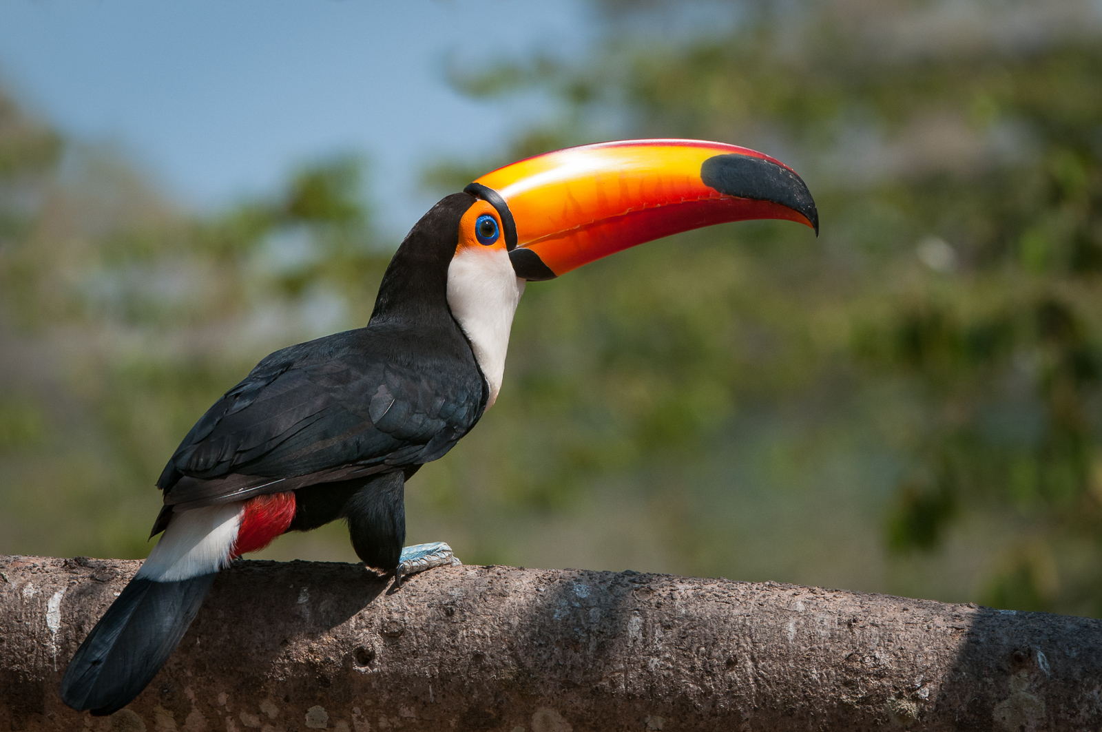 Toco Toucan, Pantanal, Brazil
