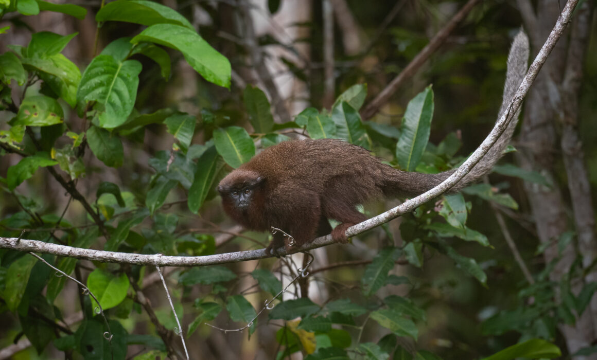 Coppery Titi Monkey, Peru