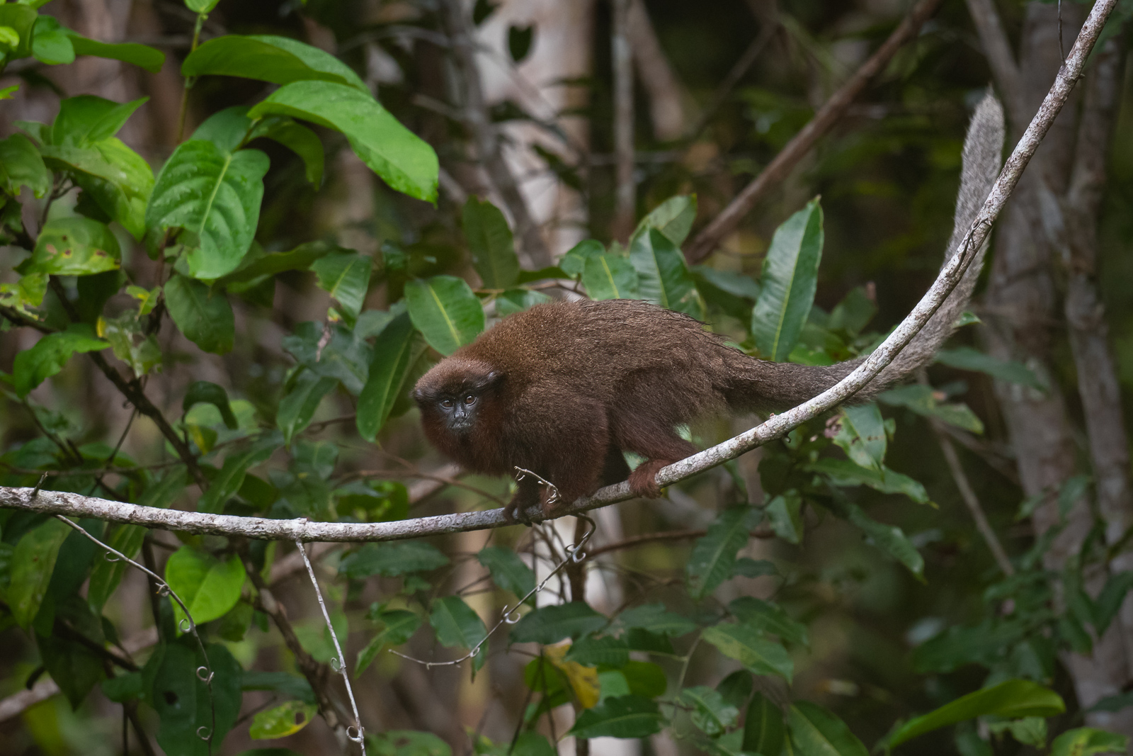 Coppery Titi Monkey, Peru