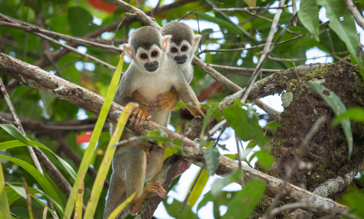 Ecuadorian Squirrel Monkey, Peru