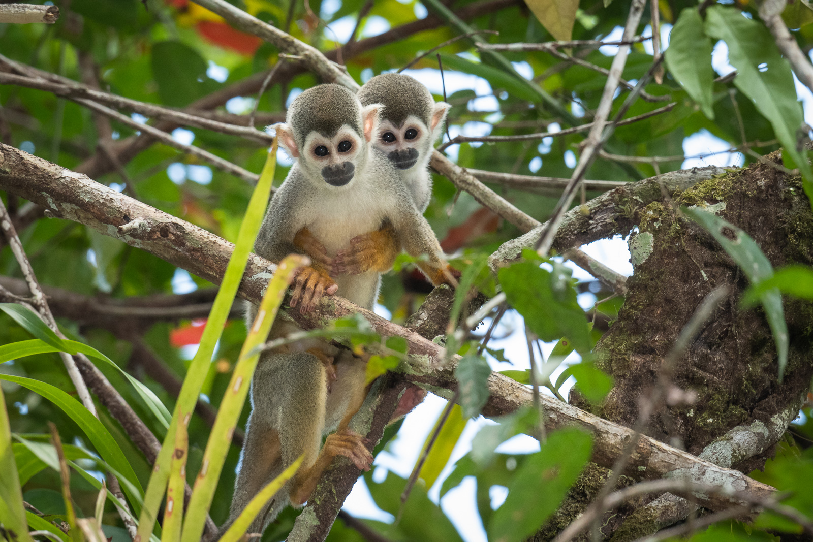 Ecuadorian Squirrel Monkey, Peru