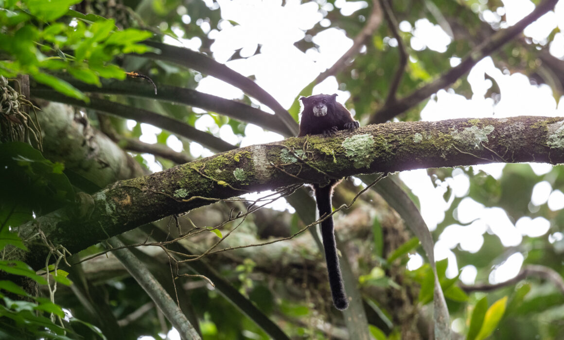 Geoffroy's Saddle-Back Tamarin, Peru