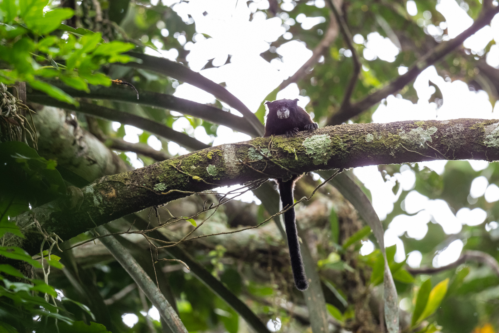 Geoffroy's Saddle-Back Tamarin, Peru