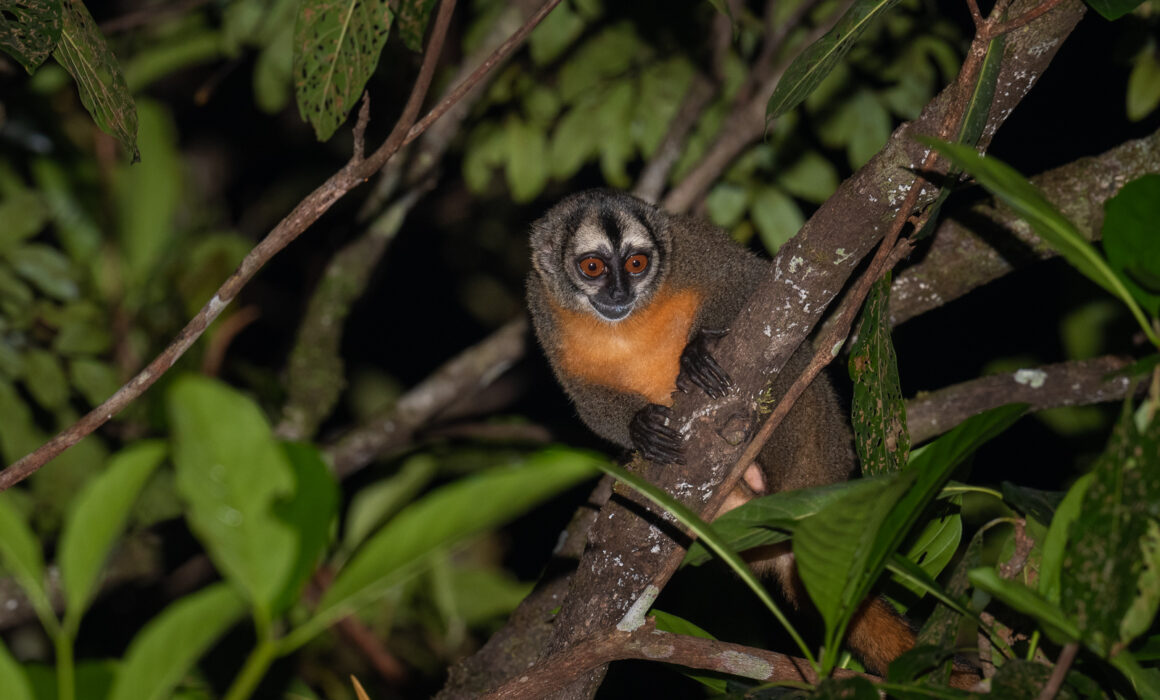 Nancy Ma's Night Monkey, Peru