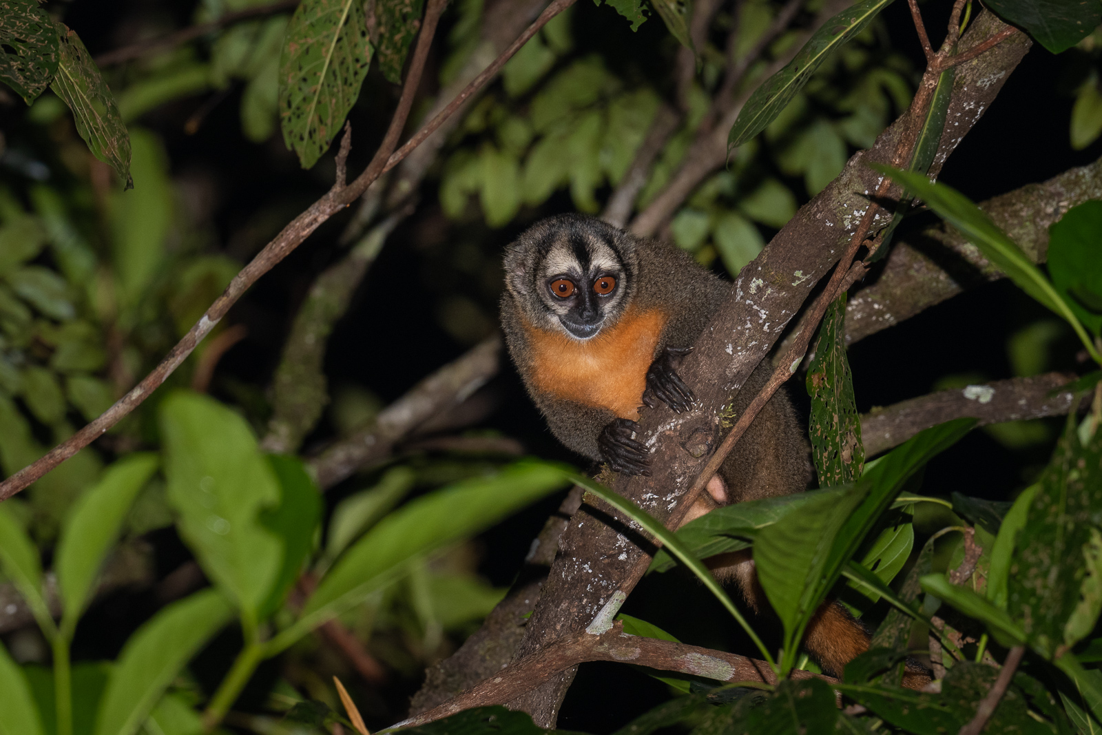 Nancy Ma's Night Monkey, Peru