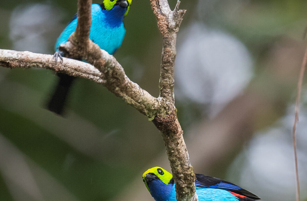 Paradise Tanagers, Peru