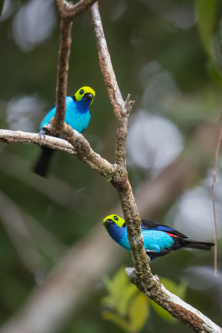 Paradise Tanagers, Peru