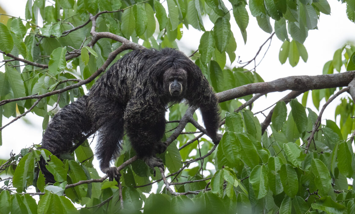 Monk Saki, Peru