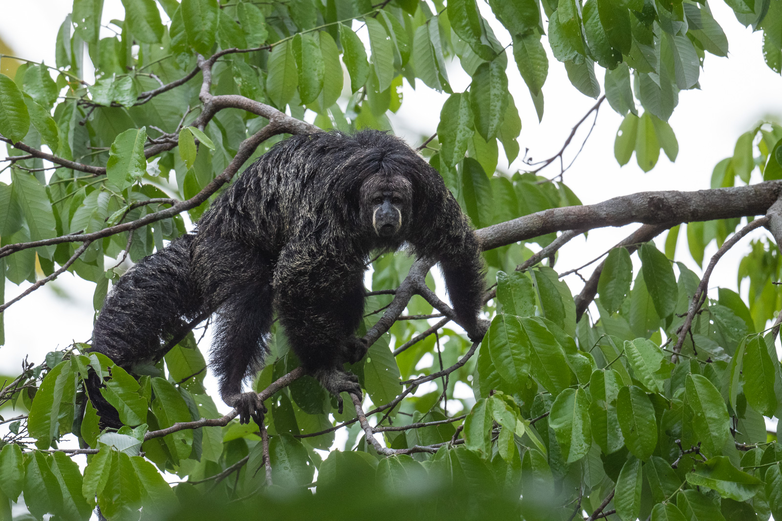Monk Saki, Peru
