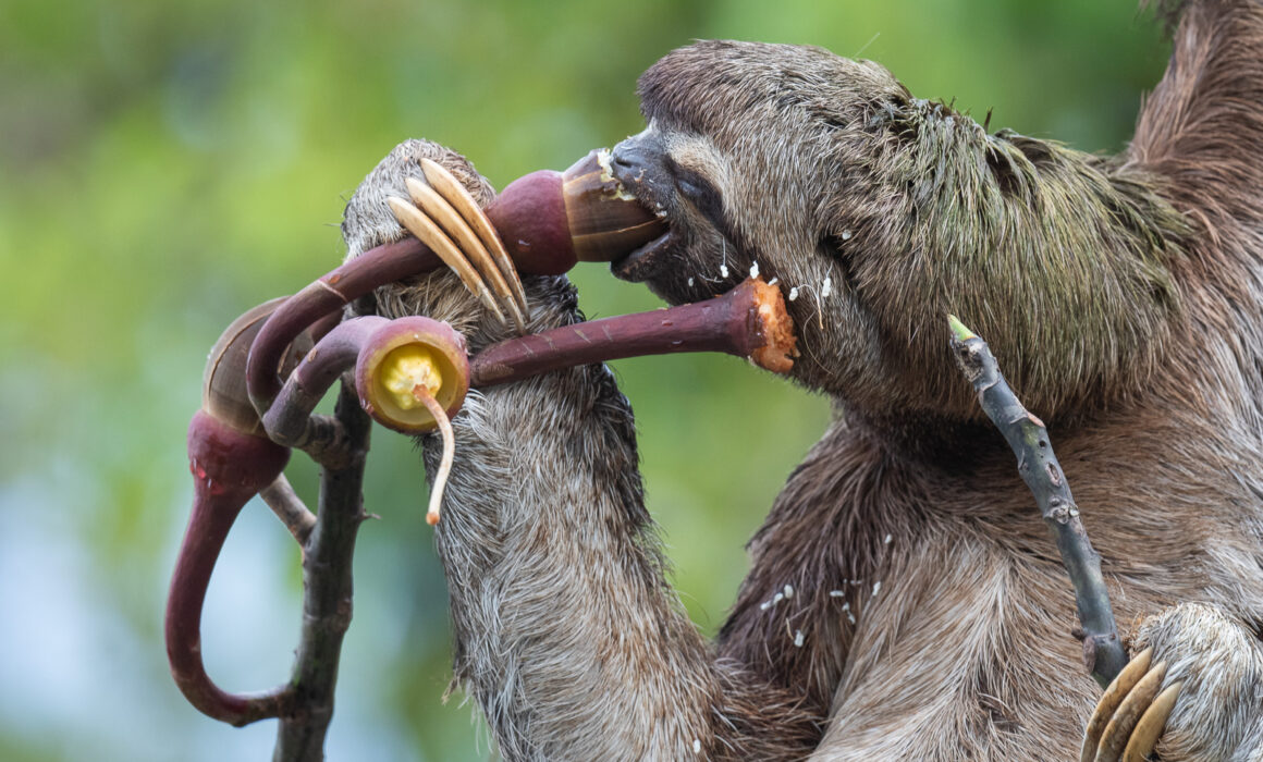 Three-Toed Sloth, Peru