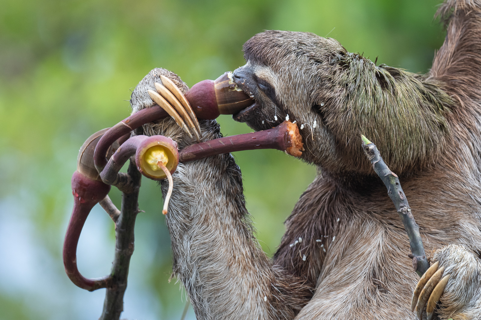 Three-Toed Sloth, Peru