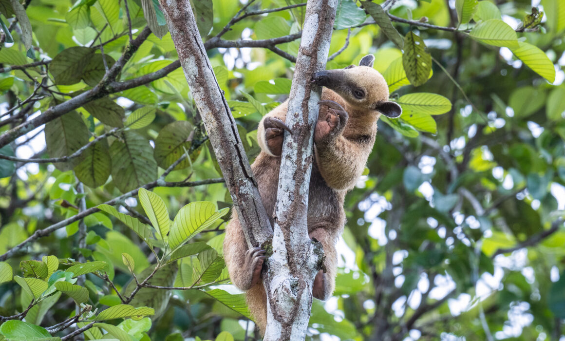 Southern Tamandua, Peru