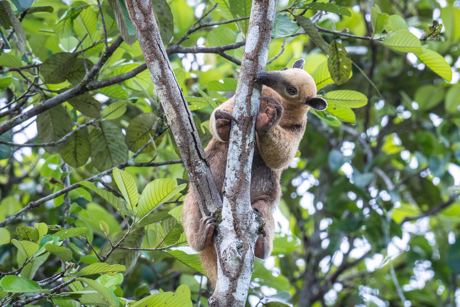 Southern Tamandua, Peru