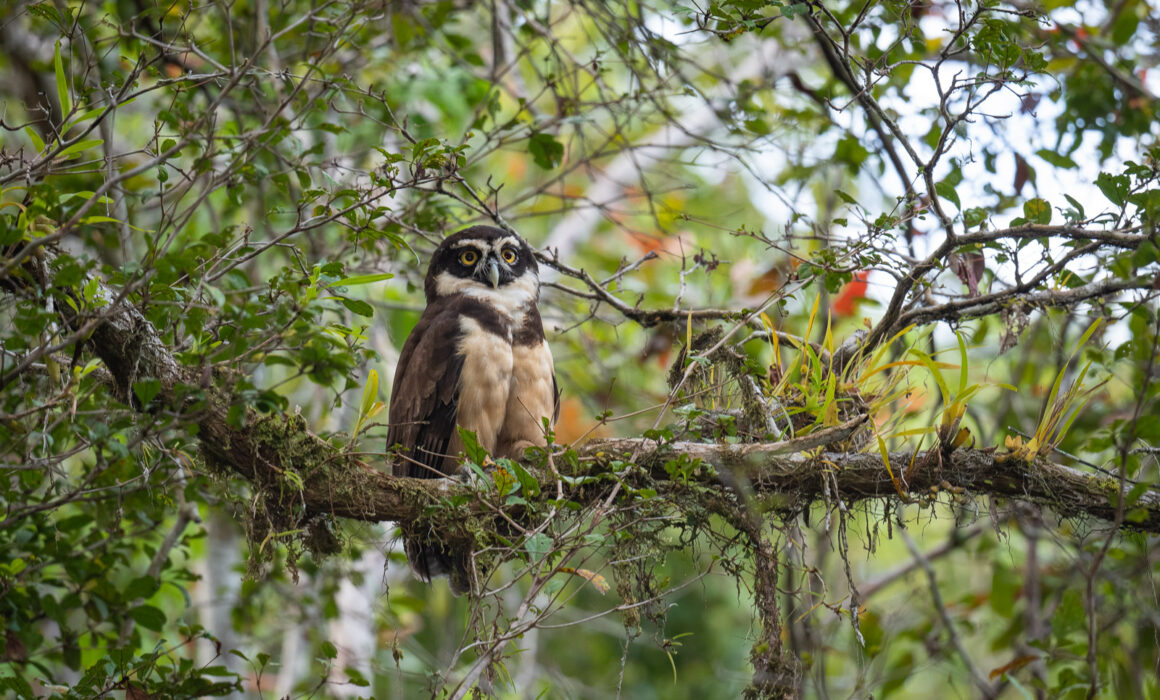Spectacled Owl, Peru