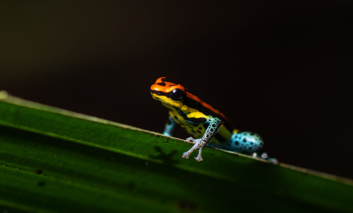 Uakari Poison Frog • Loreto, Peru