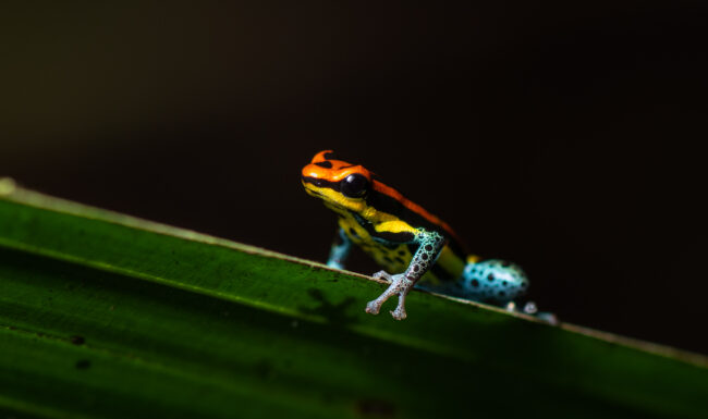 Uakari Poison Frog • Loreto, Peru