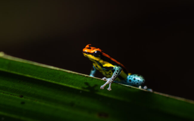 Uakari Poison Frog • Loreto, Peru