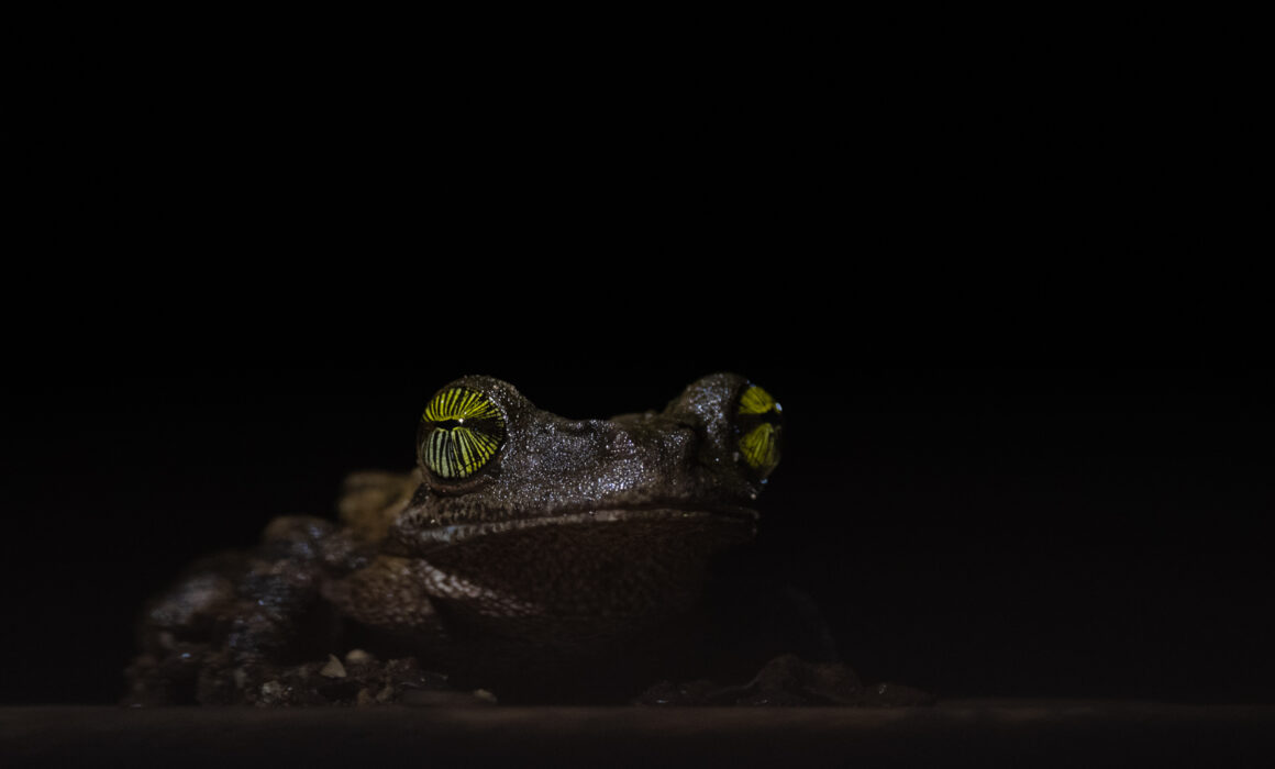 Giant Broad-Headed Tree Frog, Peru