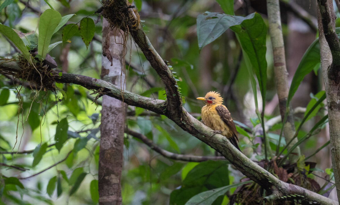 Cream-Colored Woodpecker, Peru