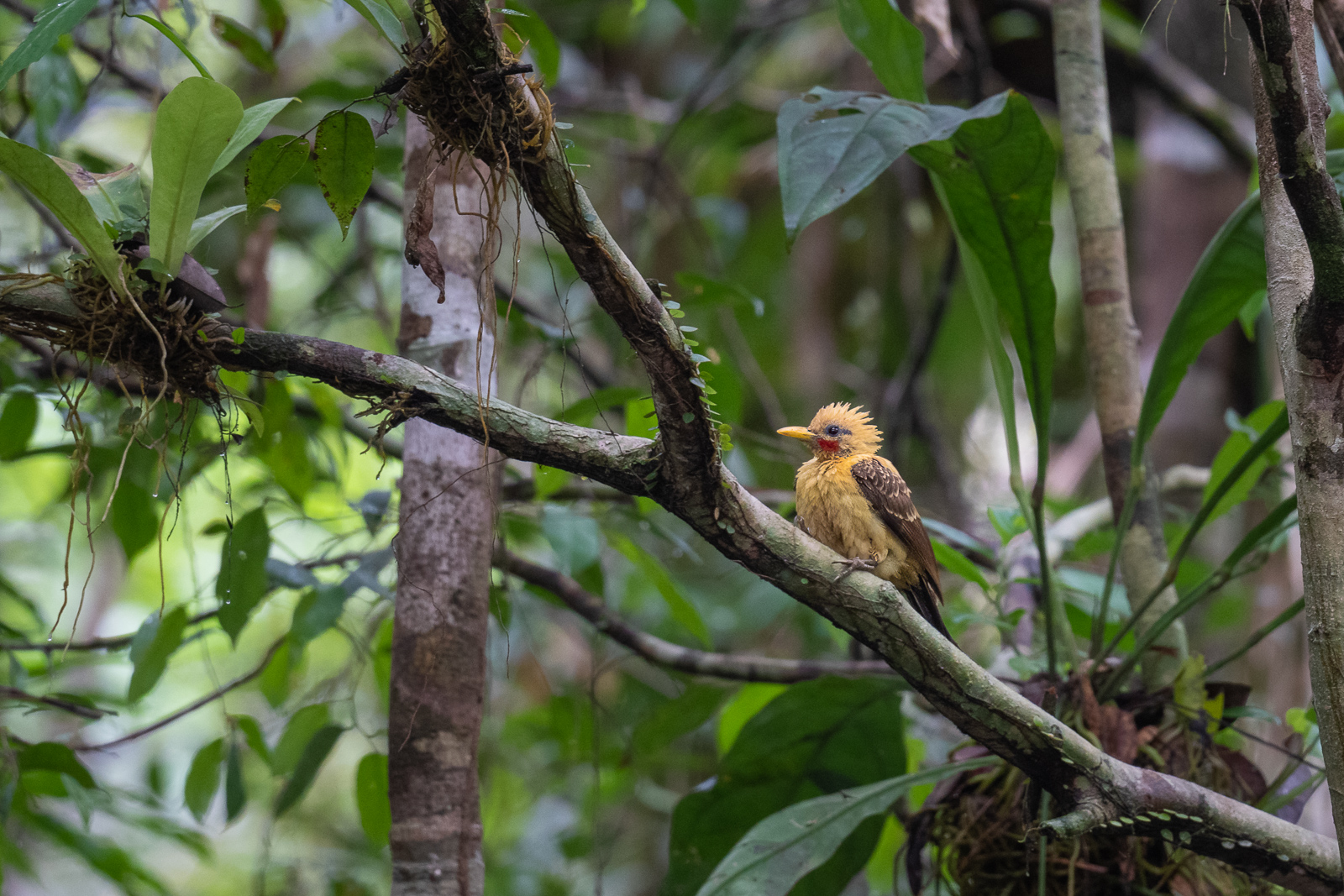 Cream-Colored Woodpecker, Peru