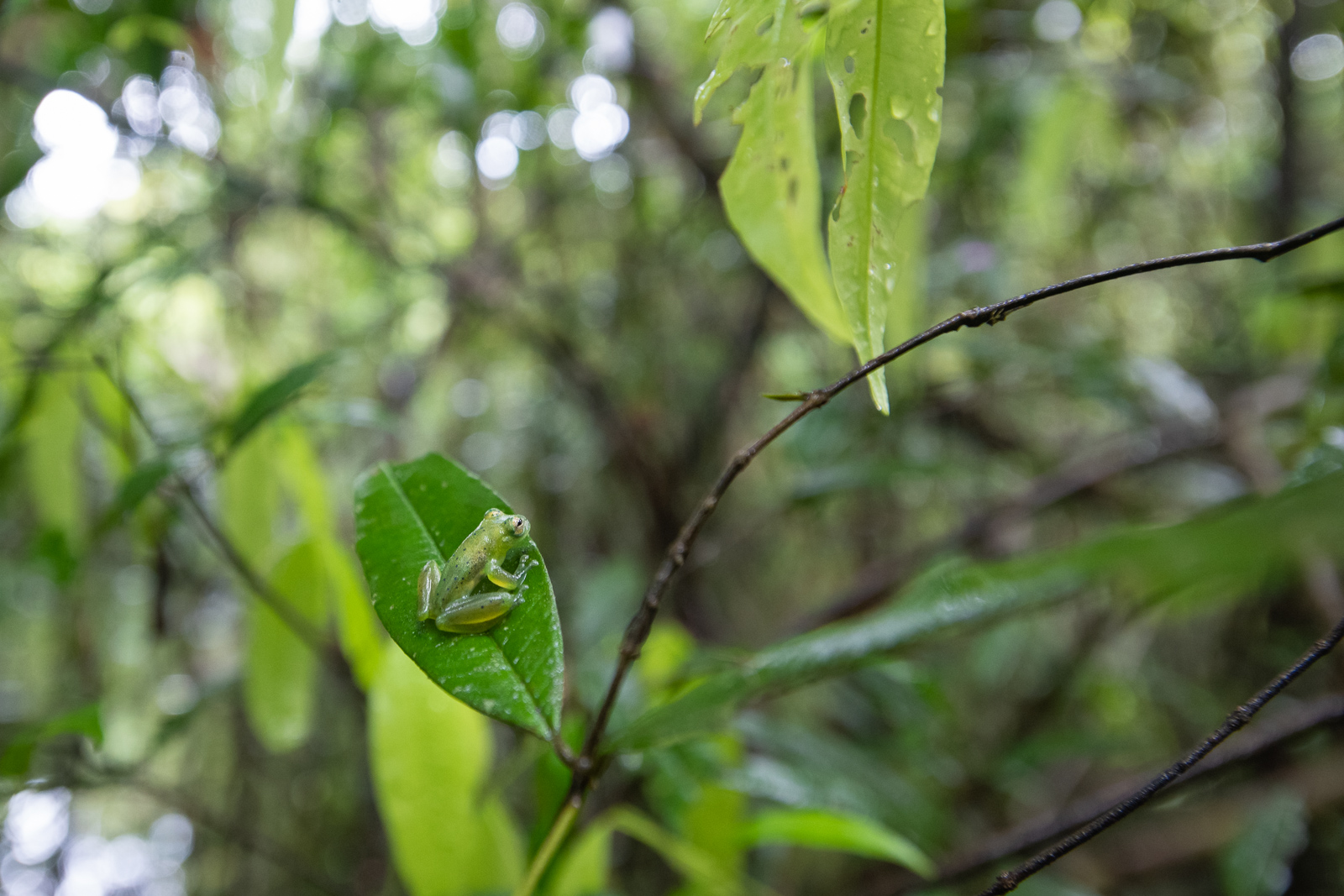 Yuruani Glass Frog, Peru