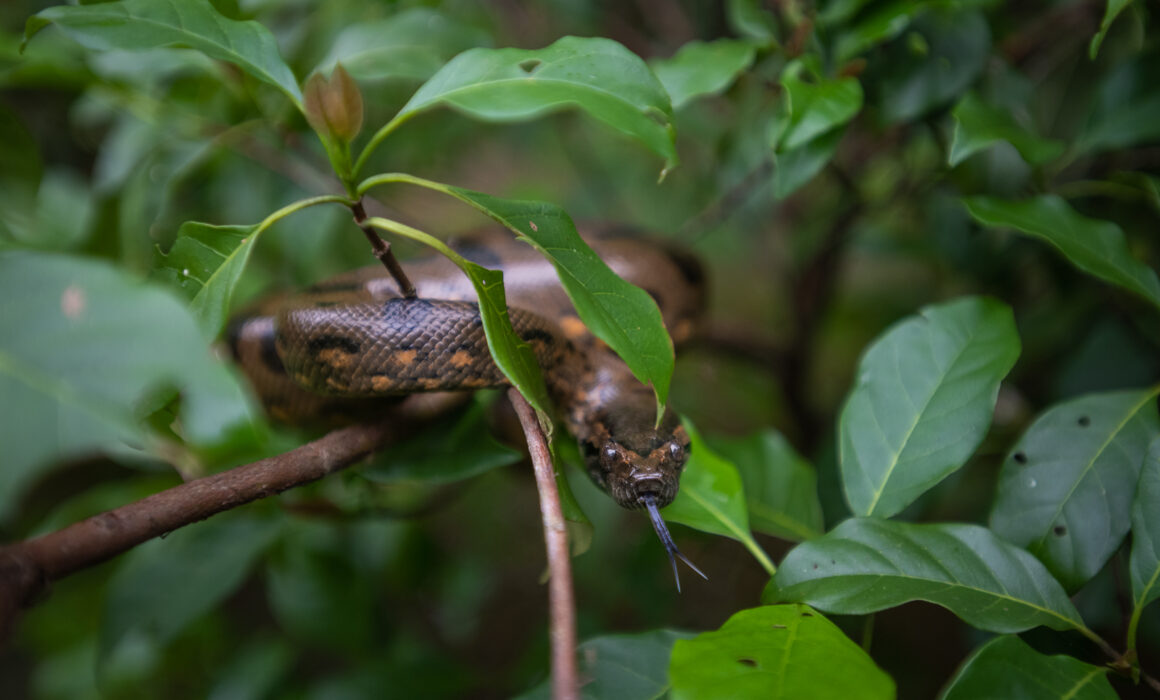 Green Anaconda, Peru