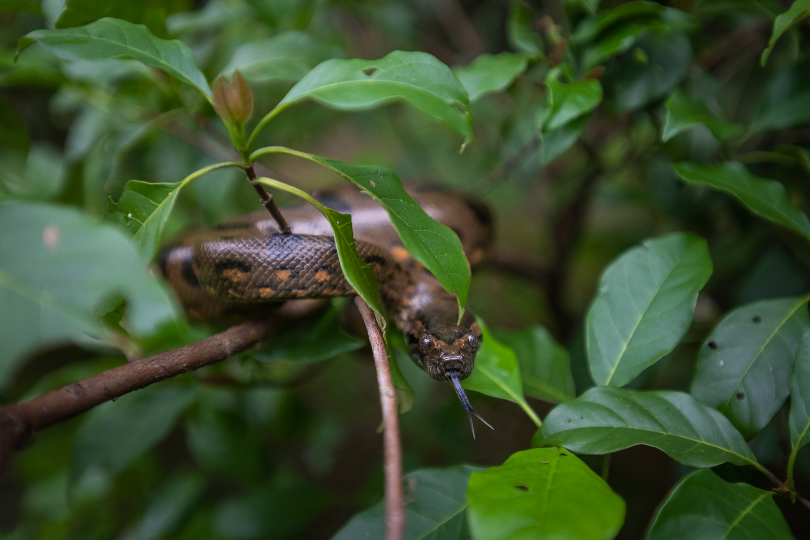Green Anaconda, Peru