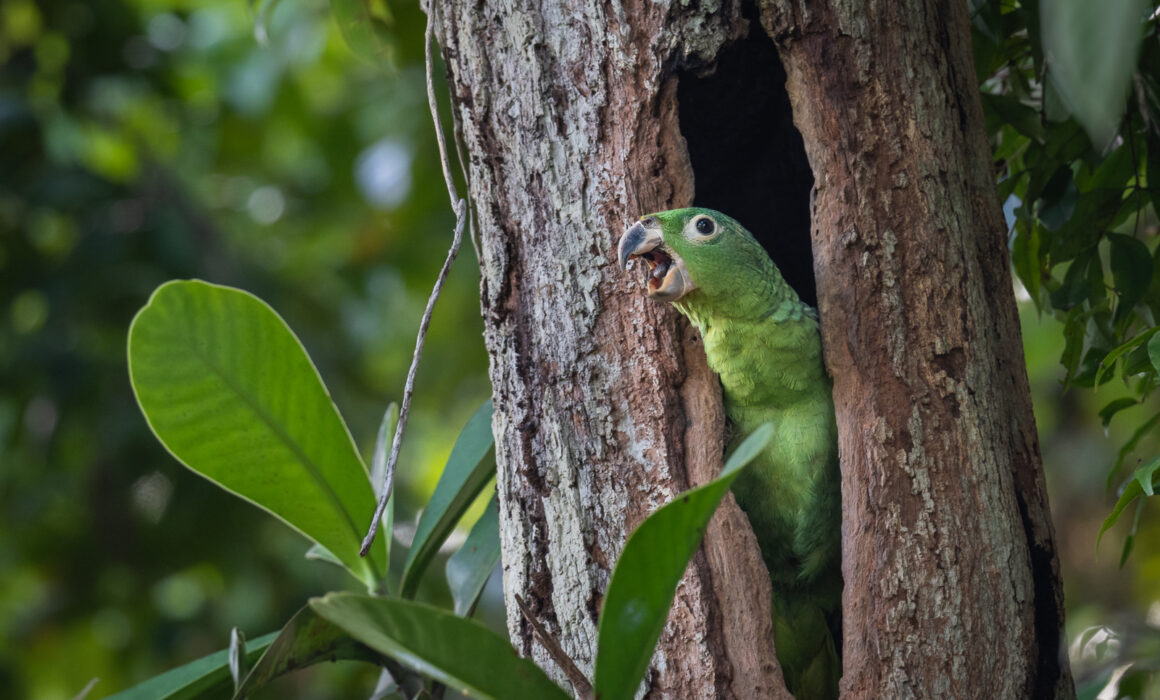 Mealy Parrot, Peru