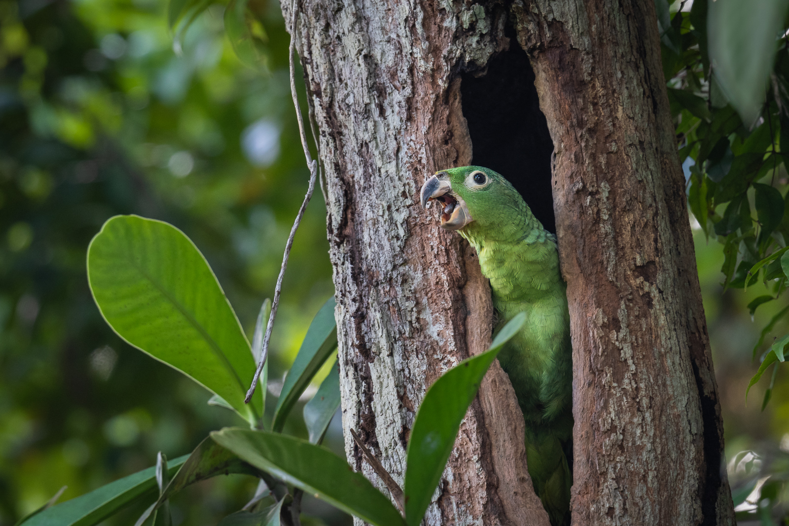 Mealy Parrot, Peru