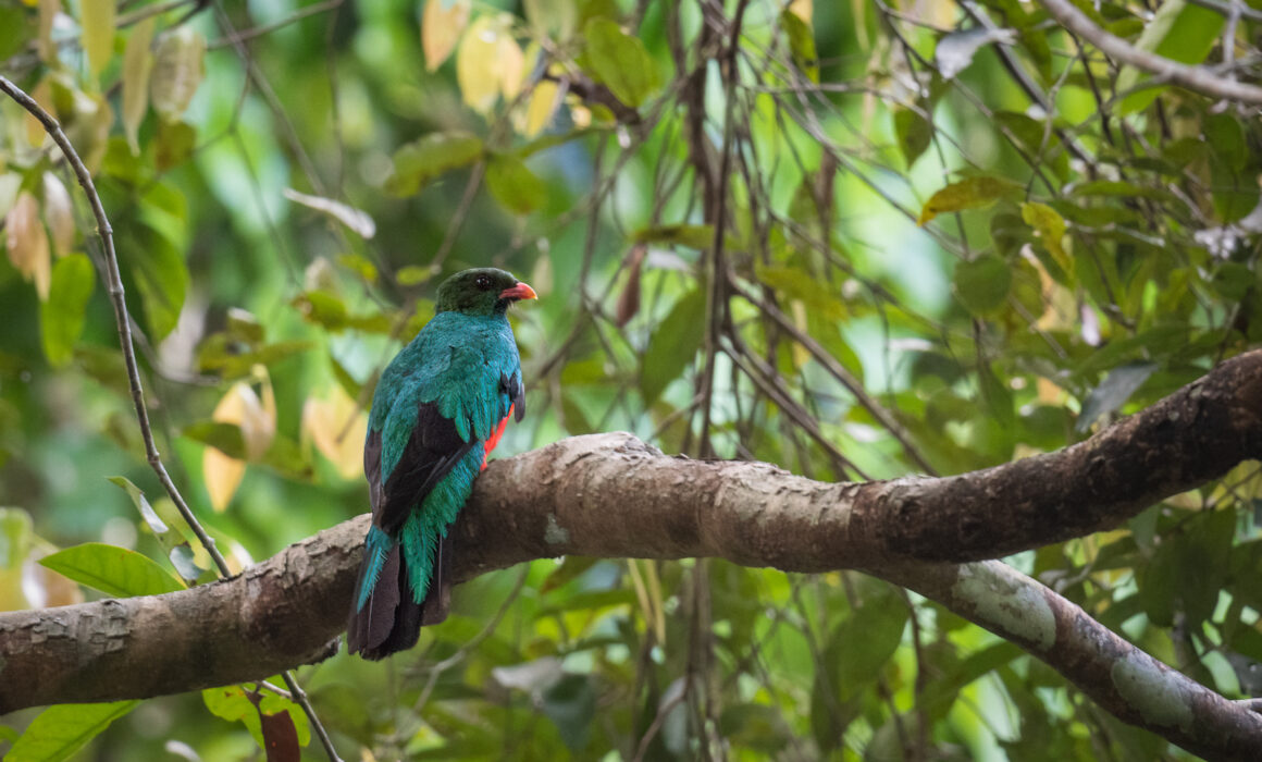 Pavonine Quetzal, Peru