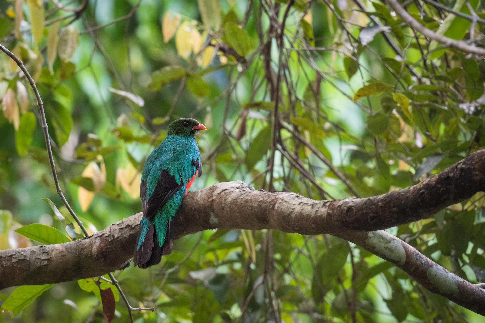 Pavonine Quetzal, Peru