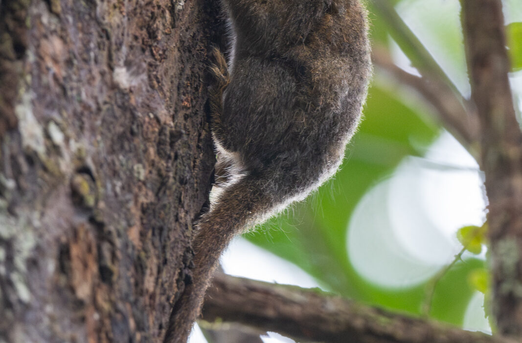 Pygmy Marmoset, Peru