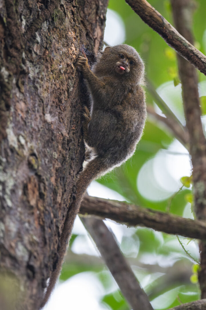 Pygmy Marmoset, Peru