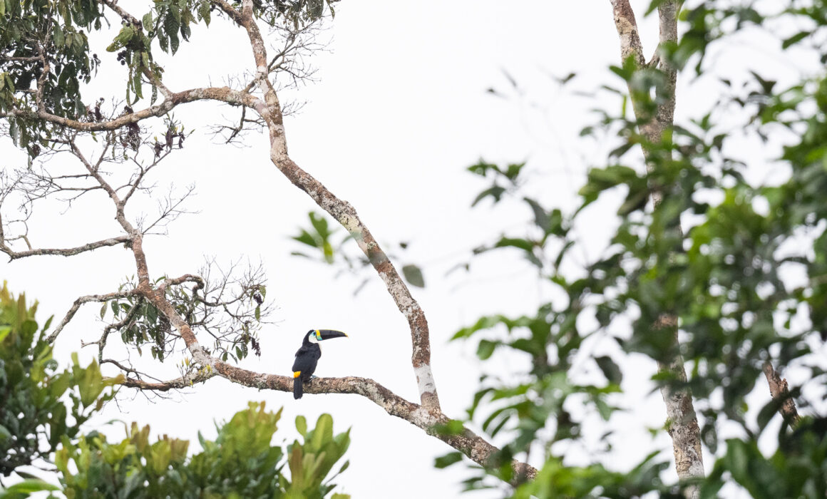 White-Throated Toucan, Peru