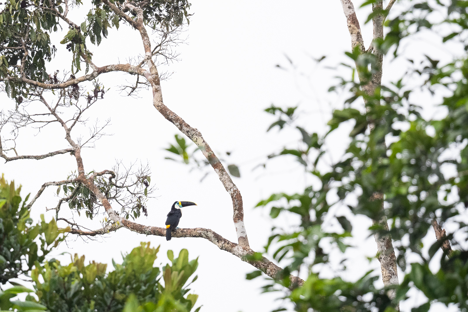 White-Throated Toucan, Peru