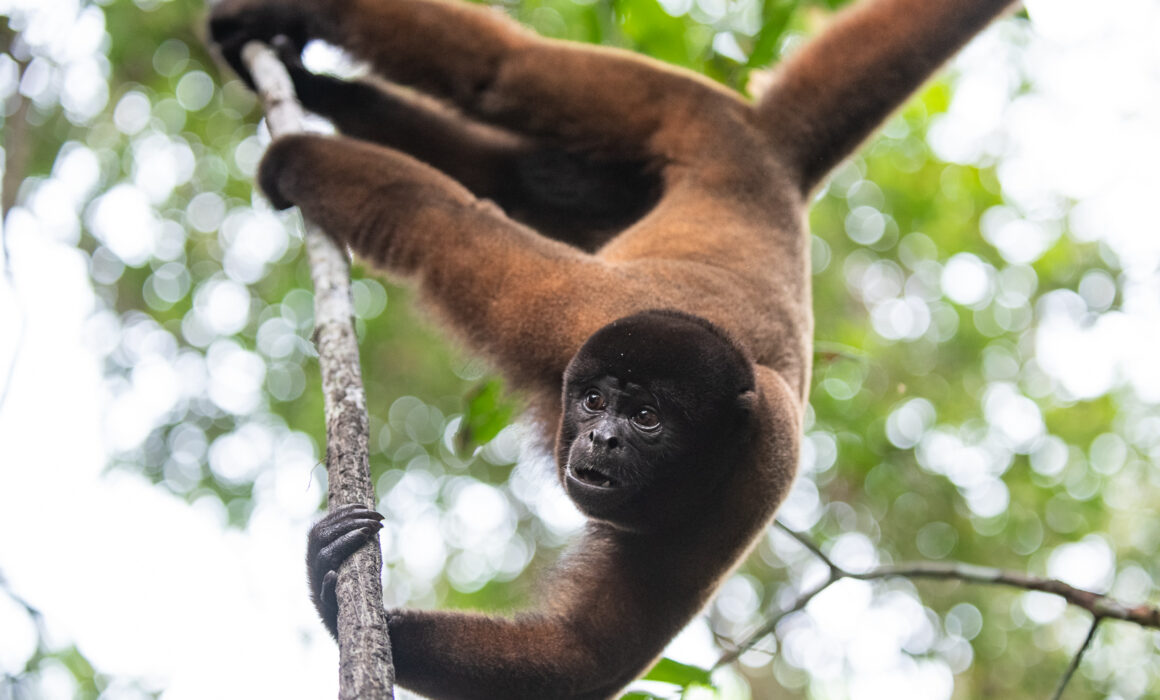 Woolly Monkey, Peru
