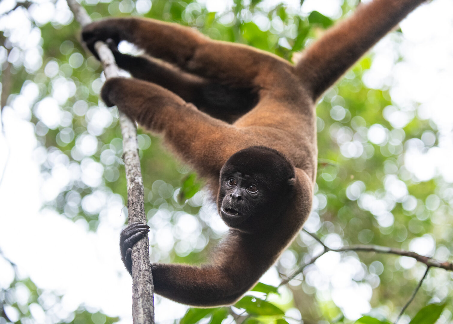 Woolly Monkey, Peru