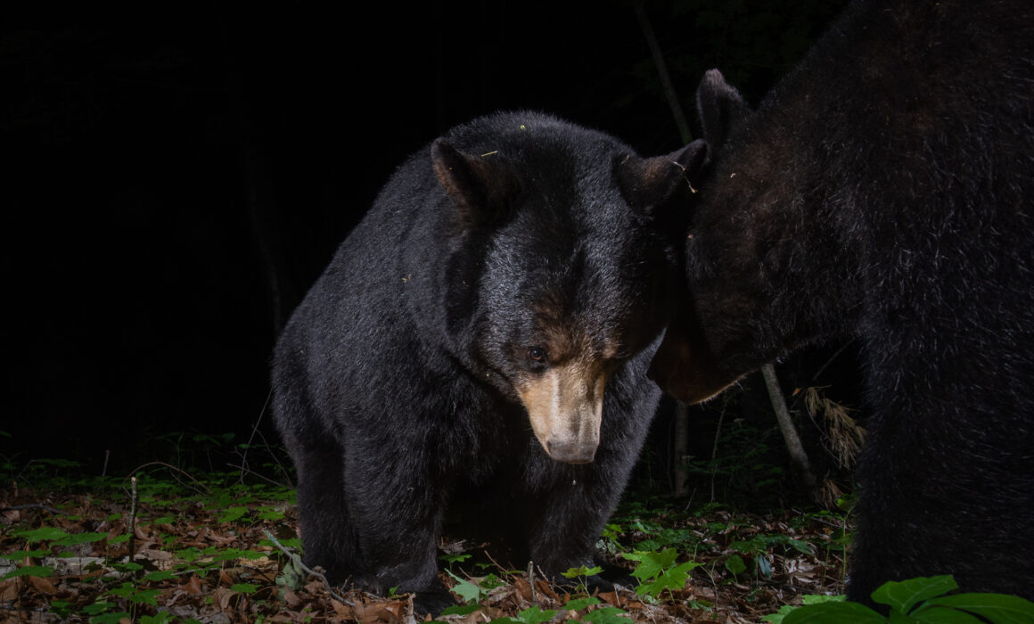 Black Bear, Farmington, Connecticut
