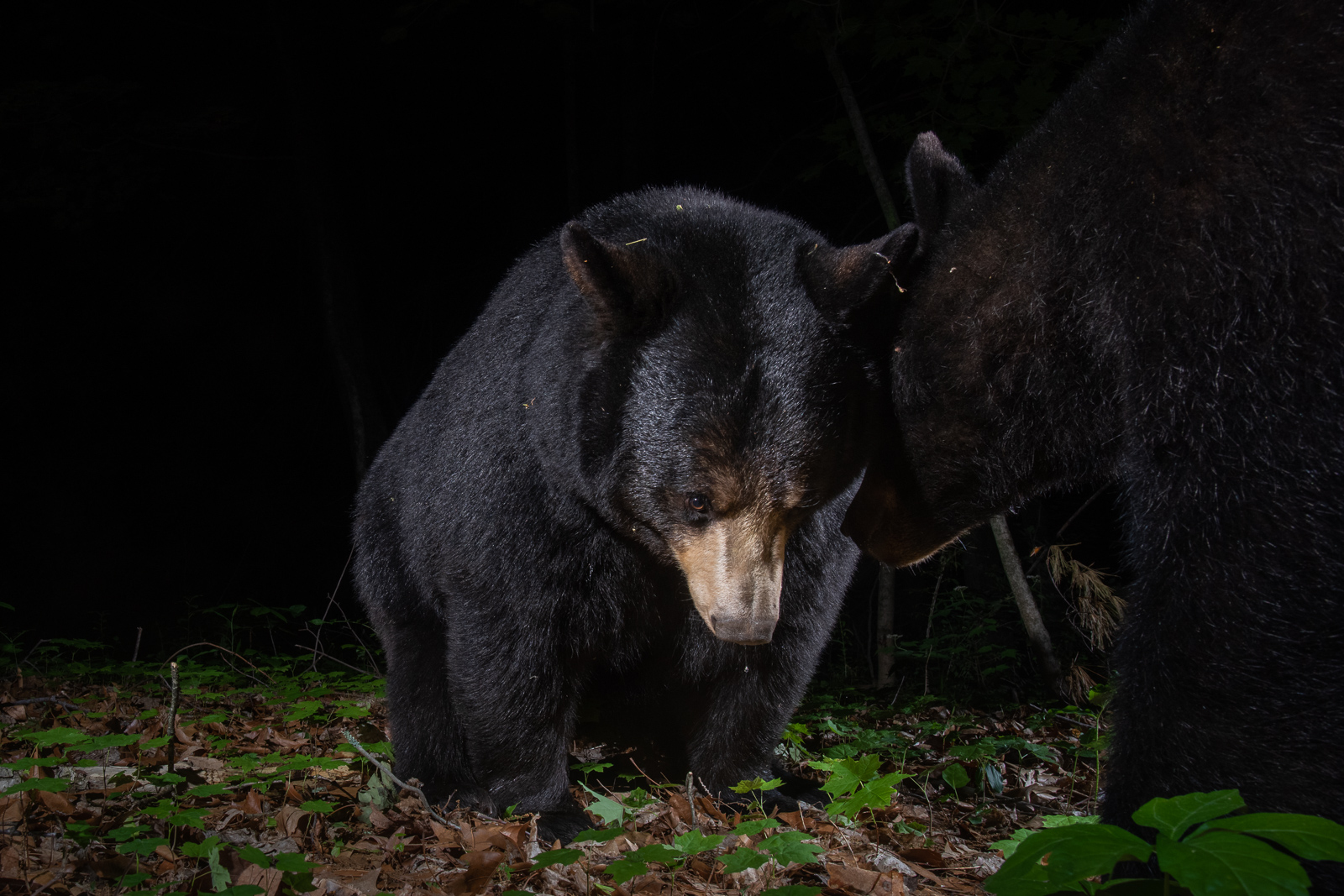Black Bear, Farmington, Connecticut