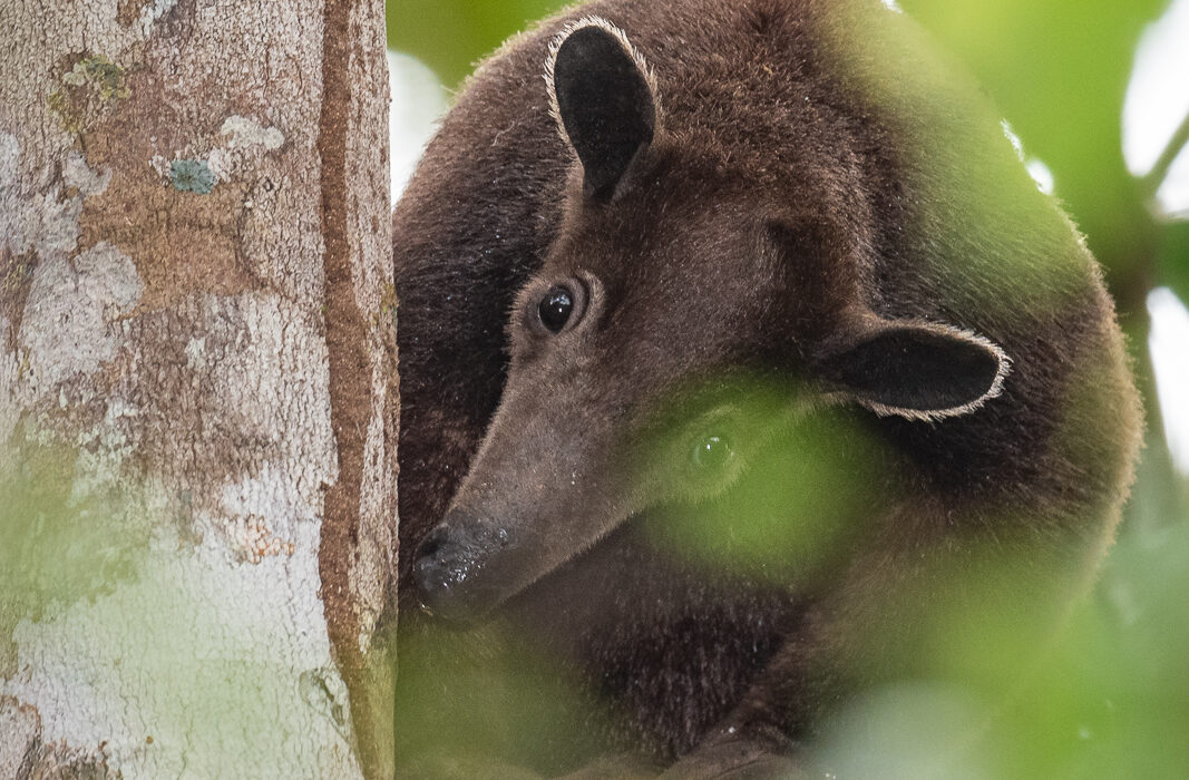 Southern Tamandua (Dark Phase), Peru