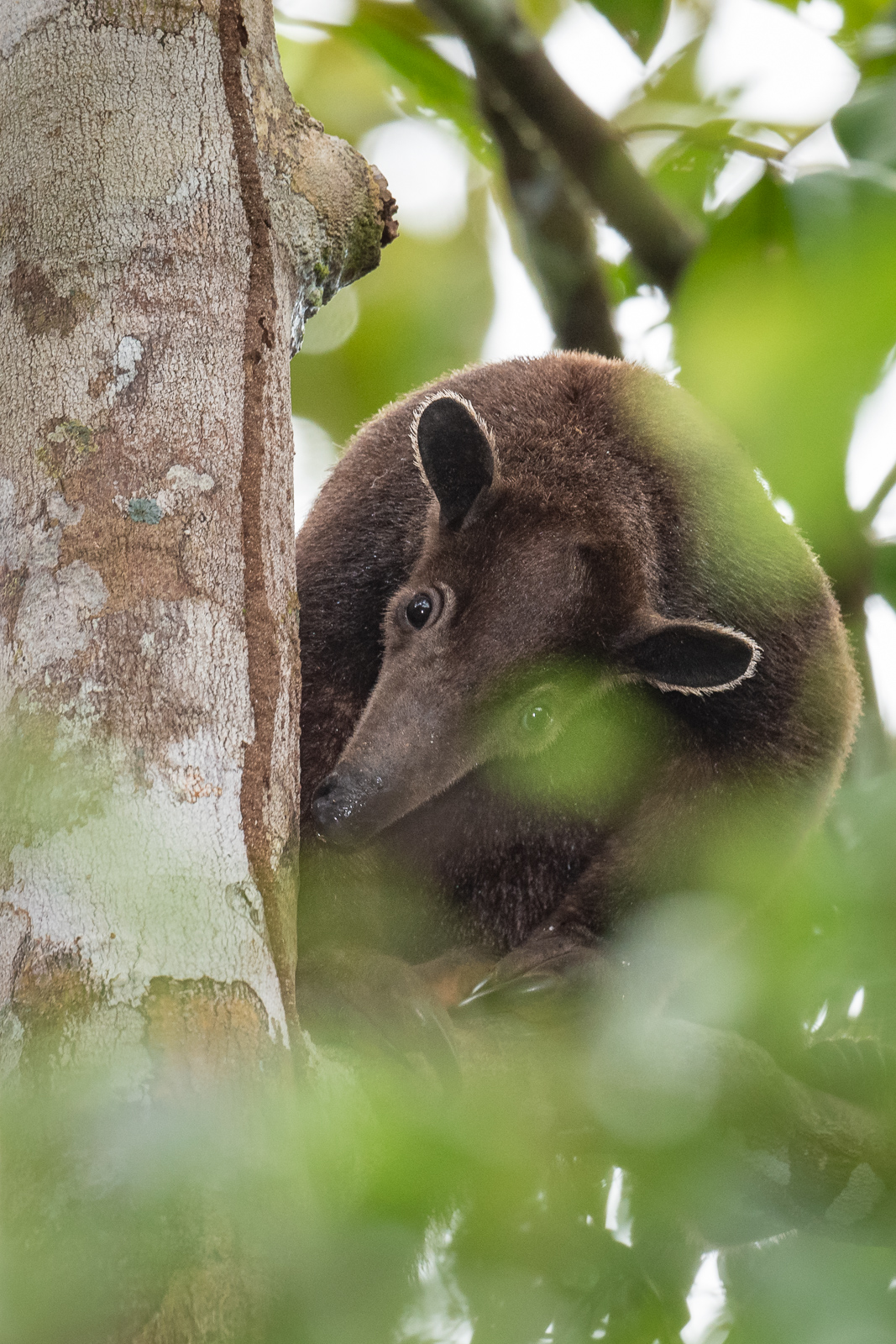 Southern Tamandua (Dark Phase), Peru