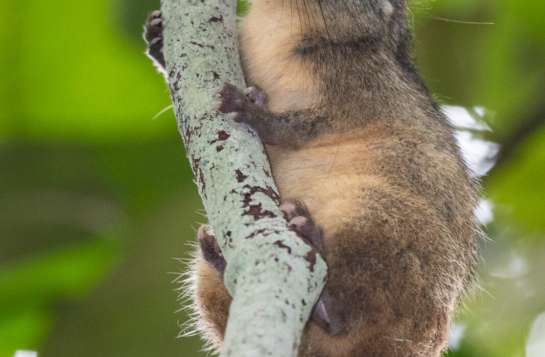 Yellow-Crowned Brushtailed Rat, Peru