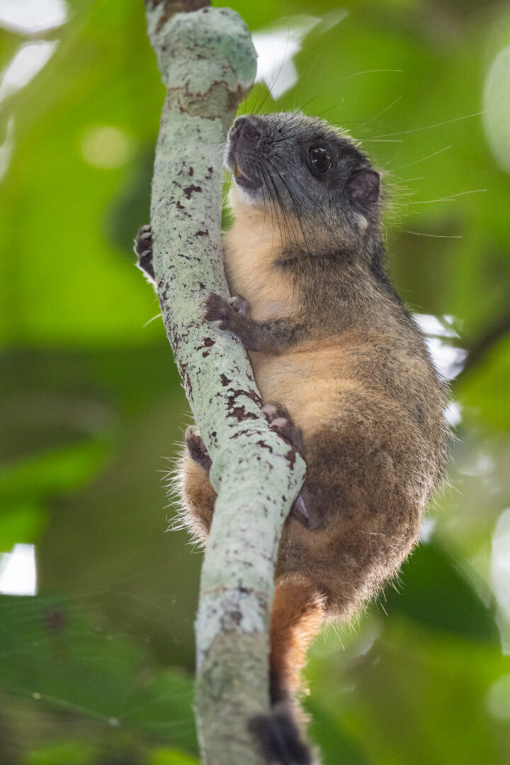 Yellow-Crowned Brushtailed Rat, Peru