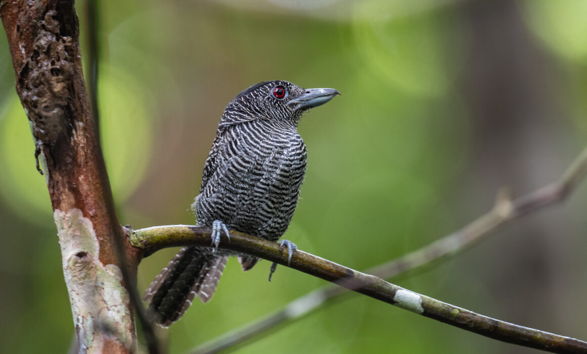 Barred Antshrike, Peru