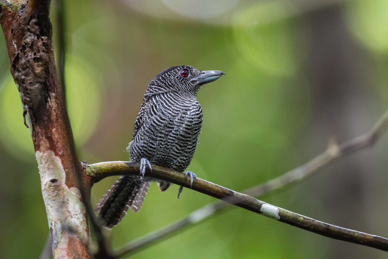 Barred Antshrike, Peru