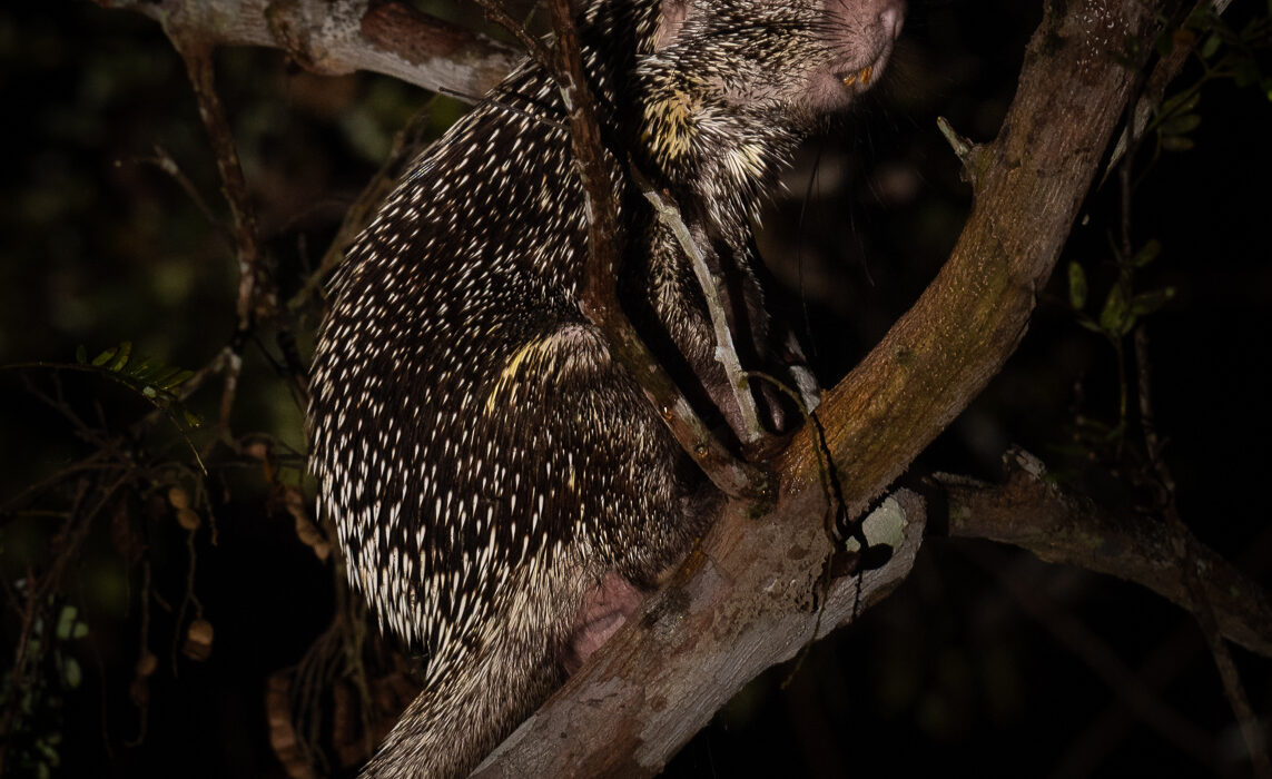 Bicolor-Spined Porcupine, Peru