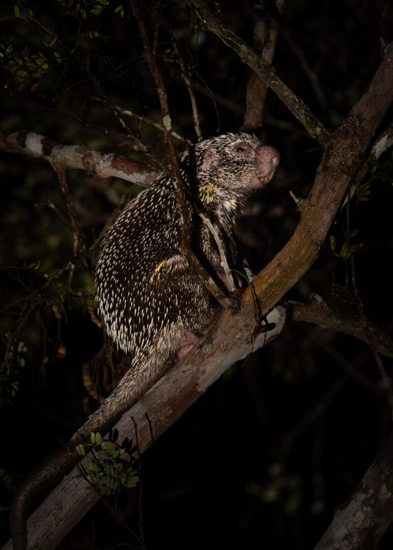 Bicolor-Spined Porcupine, Peru