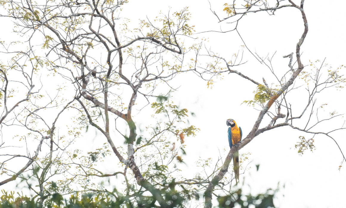 Blue and Yellow Macaw, Peru