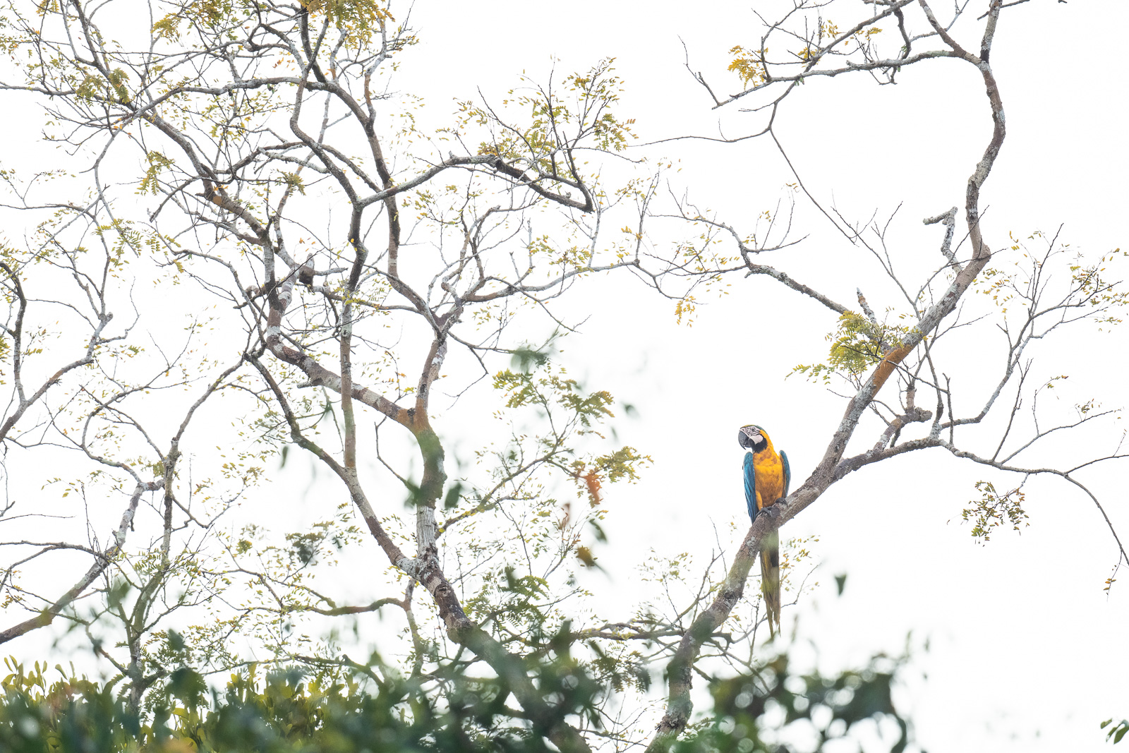 Blue and Yellow Macaw, Peru