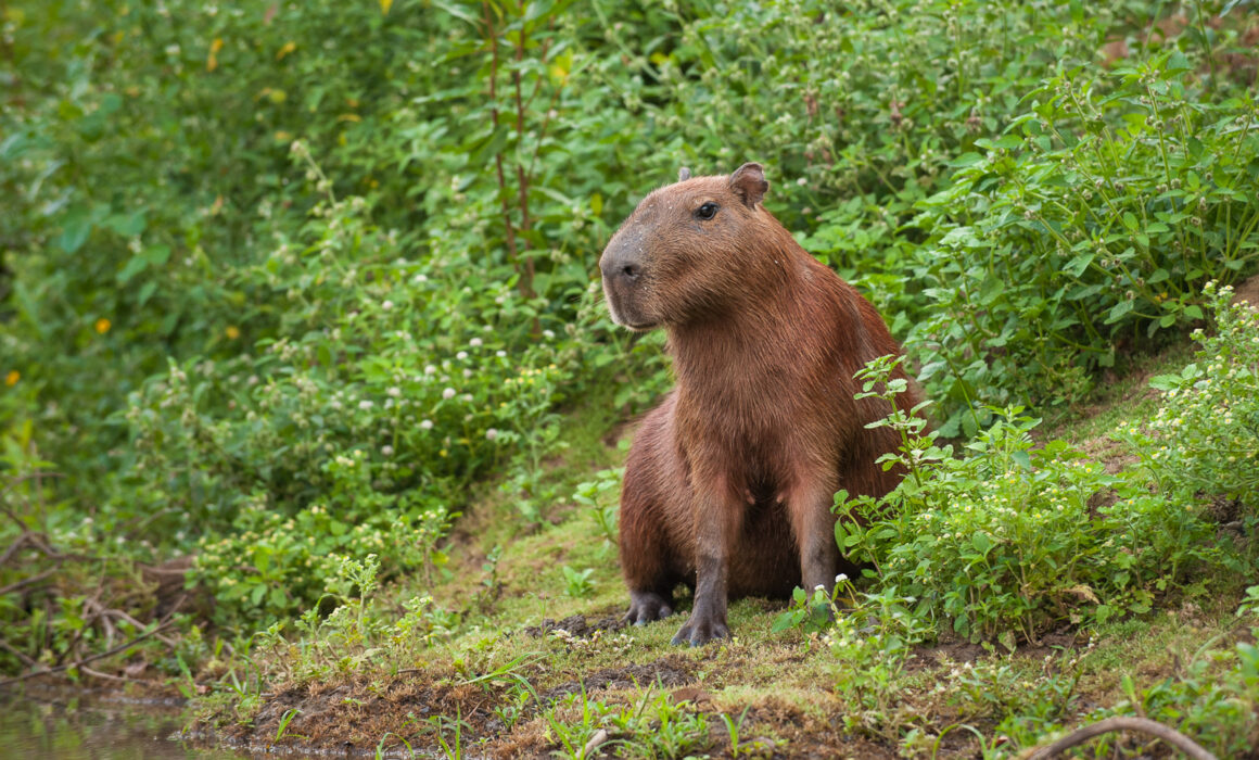 Capybara, Bolivia